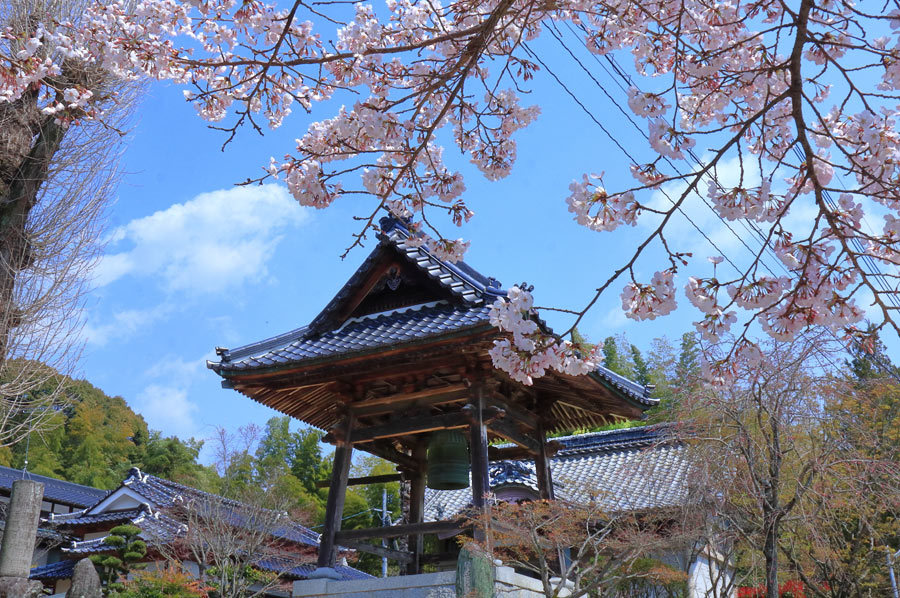 2019年・宝珠寺のヒメシダレ桜_e0093903_17464544.jpg