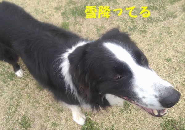 Himeちゃんのお誕生会_d0224111_13490721.jpg