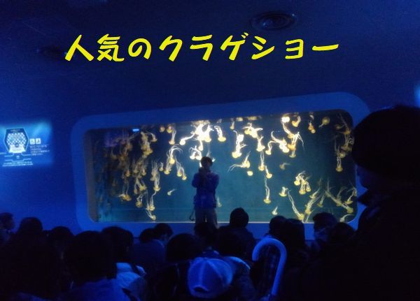 Himeちゃんのお誕生会_d0224111_13515390.jpg