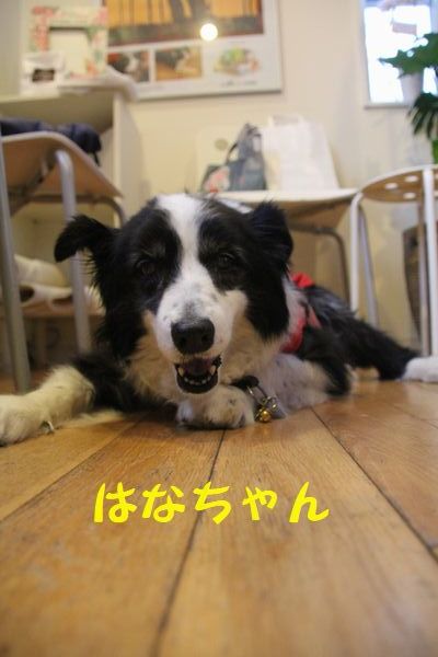 Himeちゃんのお誕生会_d0224111_14143039.jpg