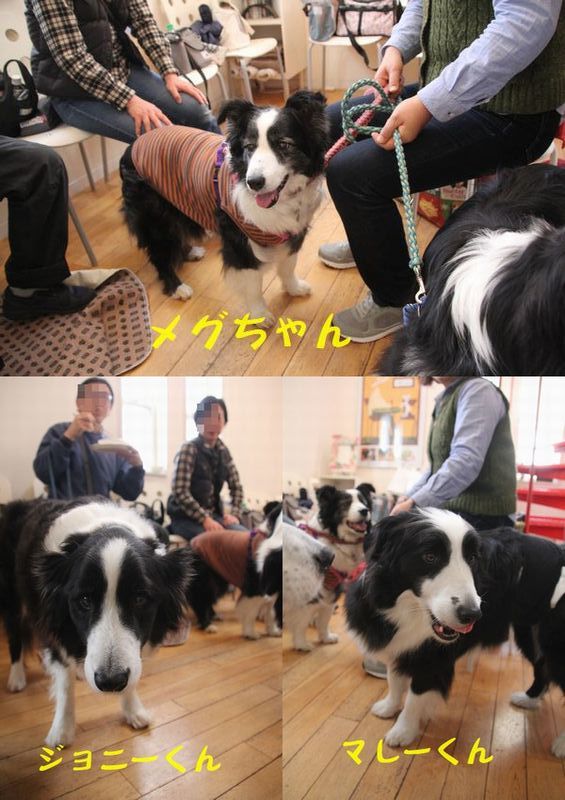 Himeちゃんのお誕生会_d0224111_14215920.jpg