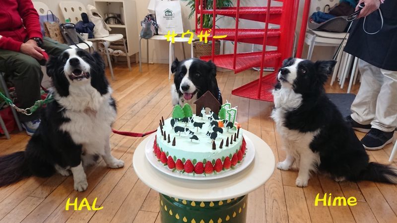 Himeちゃんのお誕生会_d0224111_14342646.jpg