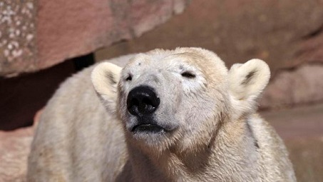 ドイツ・ニュルンベルク動物園のシャルロッテがハノーファー動物園へ ~ ナヌークがニュルンベルク動物園へ_a0151913_353837.jpg