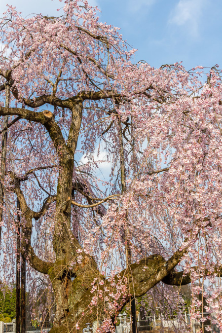 枝垂れ桜、満開に_b0010915_20134475.jpg