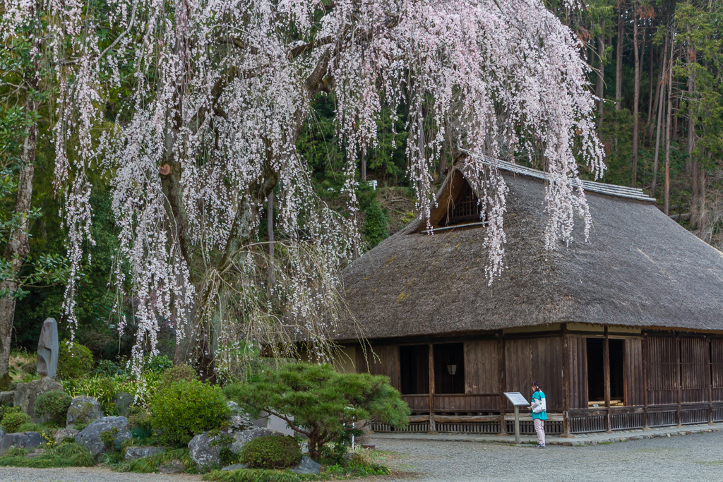 枝垂れ桜、満開に_b0010915_20134910.jpg