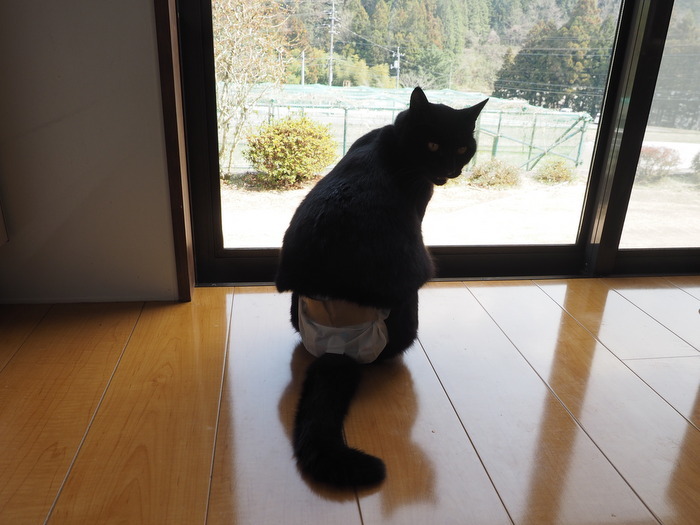 今日のくうちゃん_c0116915_00321525.jpg