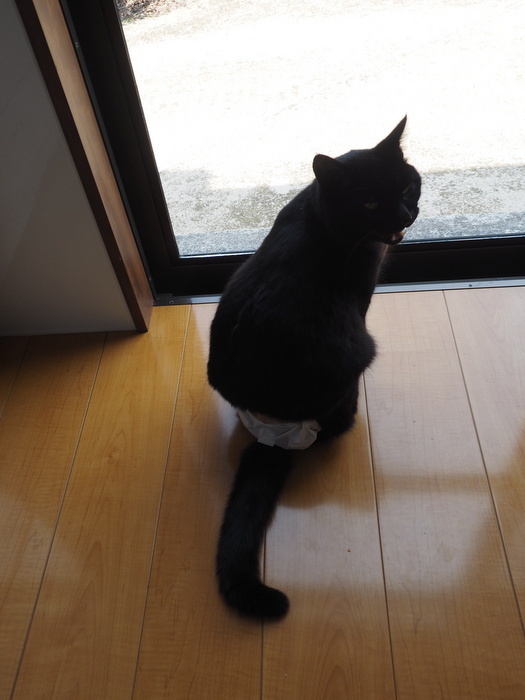 今日のくうちゃん_c0116915_00322400.jpg