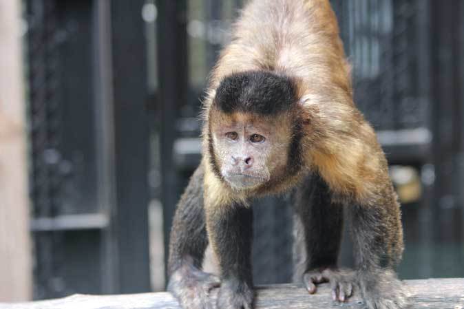 完全送料無料 道具を使う動物 フサオマキザルの子 ヤシの実わりにチャレンジ スゴいぞ 動物の子どもたち１ ｎｈｋ自然科学番組制作チーム Www Exceltours Com Mx