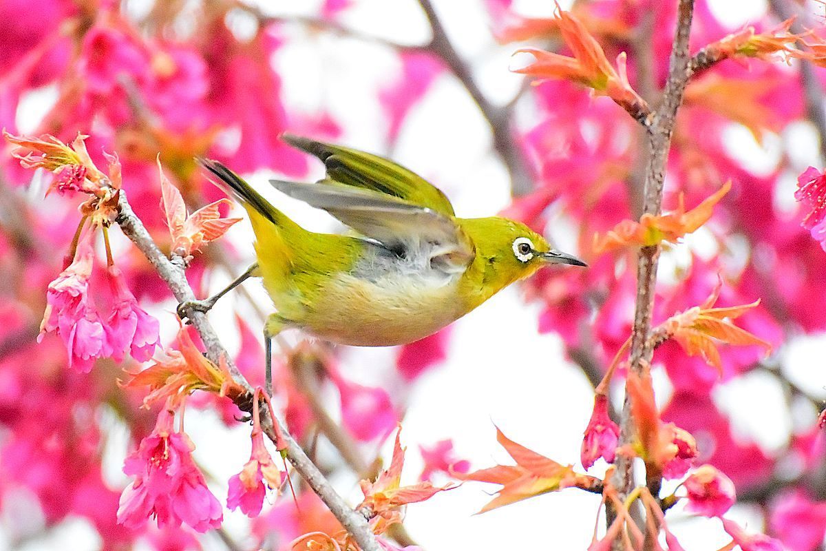 メジロ寒緋桜は間もなく終わりの気配。撮り急ぎレポート(^^;_a0031821_12150833.jpg