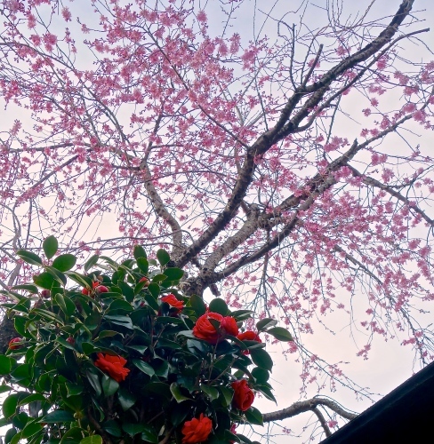 桜の箸置き&椿も咲いてまーす_a0197730_16031070.jpg