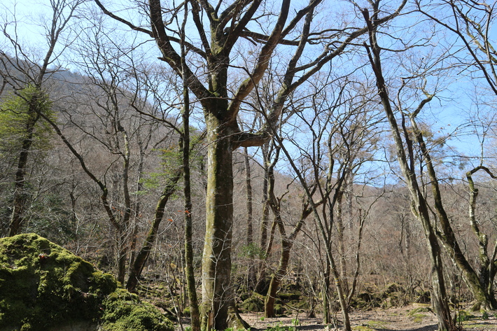 白水湿生花園(カタクリ)&男池(ハルトラノオ)&清滝(ハシリドコロ)!_e0272335_5375598.jpg