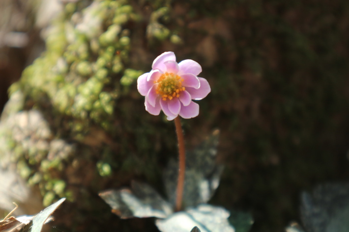 白水湿生花園(カタクリ)&男池(ハルトラノオ)&清滝(ハシリドコロ)!_e0272335_7324097.jpg