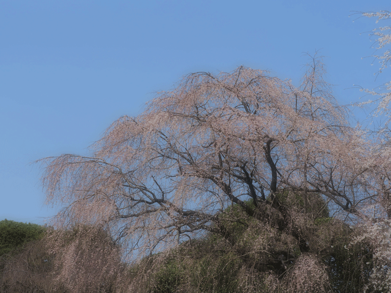 d0290240_15594836.gif