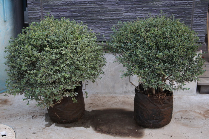 キンメツゲ　仕立て　金芽柘植　スタンド　玄関　玉仕立て　14 楽天市場】玉仕立て金芽ツゲ苗きんめつげ 高さ30センチ前後金芽