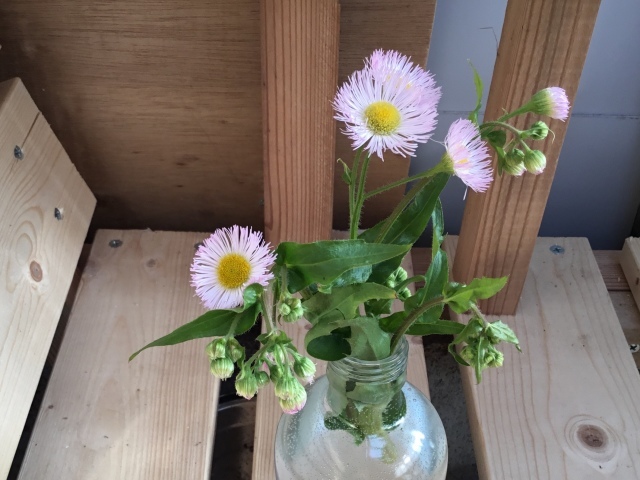 野菜の花、その他_d0101846_07282280.jpeg