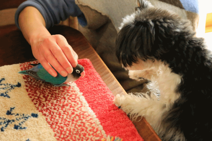 c0145250_08485137.gif