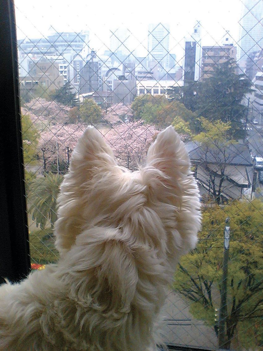 桜アミィ_b0107163_21464195.jpg