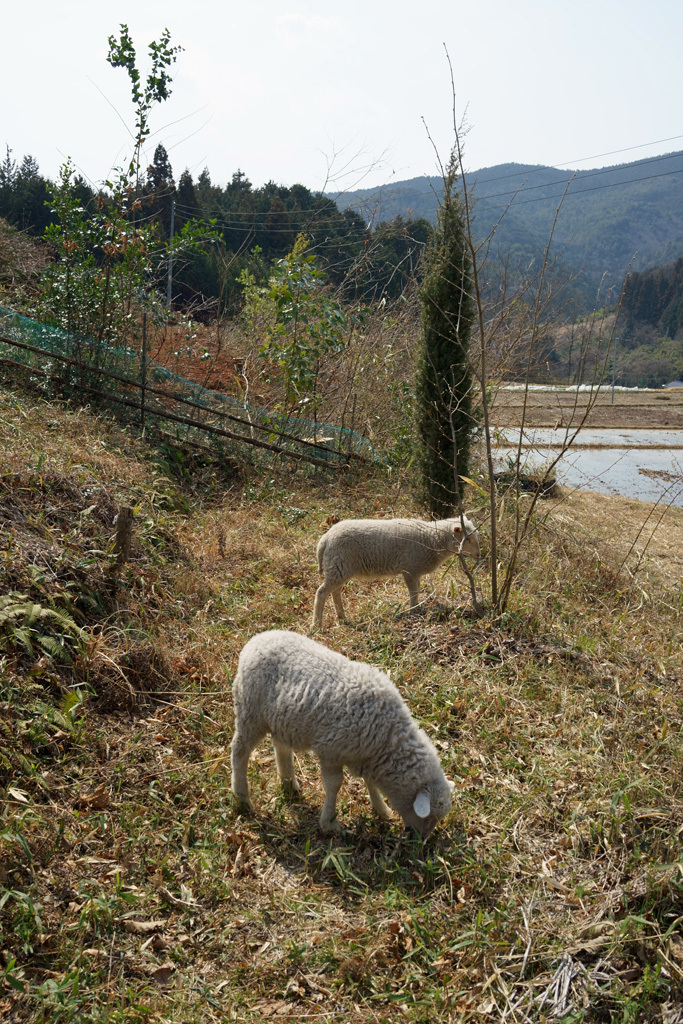 新しい仲間_d0231263_22511685.jpg