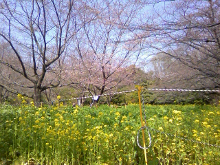 今年も臓揉む花見の天気_f0291565_13504369.jpg