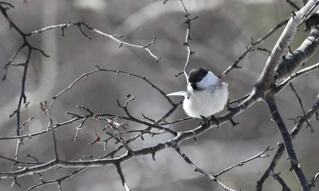 桜は咲いたけど〜　高所のコガラ　ヒガラ　アトリ_f0053272_23255573.jpg