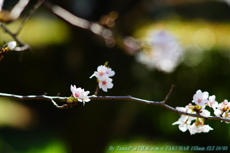 サクラ咲く！ s-m-c TAKUMAR 135mm f2.5編 : お山な日々・・・時々町