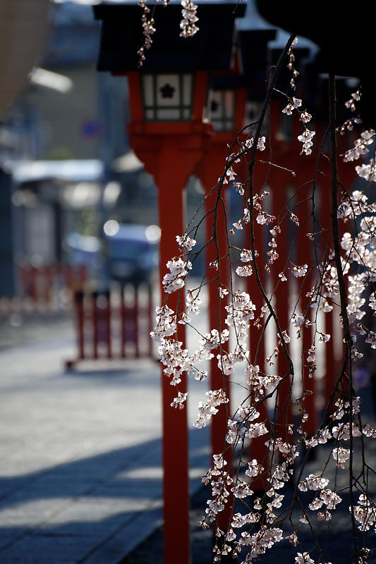 桜巡り2019@平野神社_f0032011_19394723.jpg