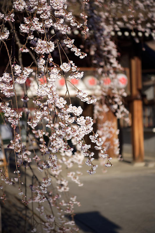 桜巡り2019@平野神社_f0032011_19394794.jpg