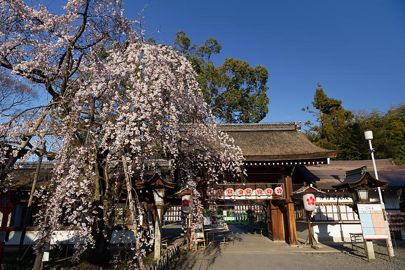 桜巡り2019@平野神社_f0032011_19394796.jpg