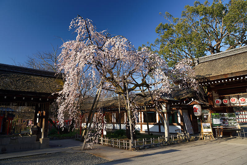 桜巡り2019@平野神社_f0032011_19394873.jpg