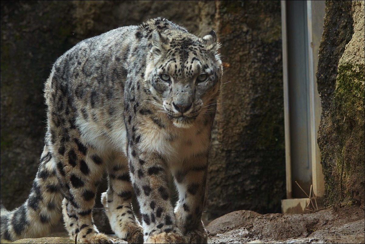 睨む 動物たち 光と影 睨む 動物たち 光と影