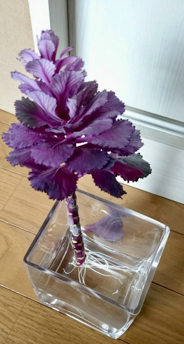 お正月の葉牡丹が 花教室 Maiko