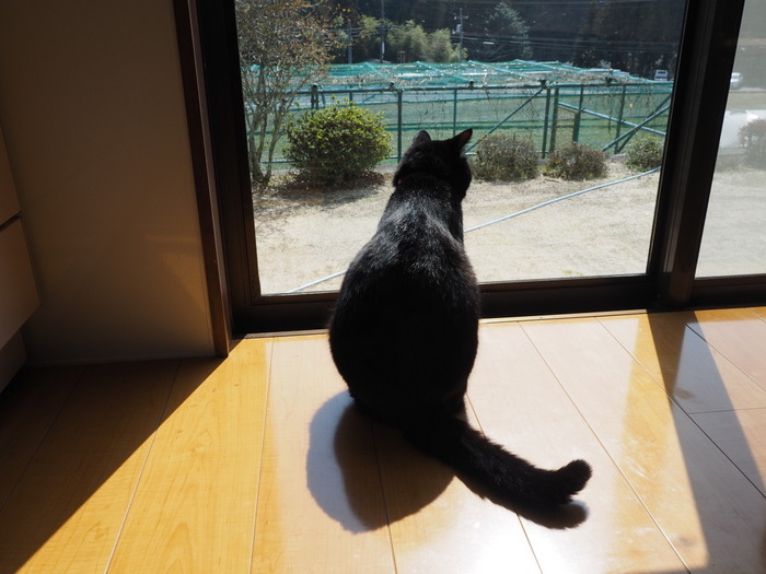 今日のくうちゃん_c0116915_23000361.jpg