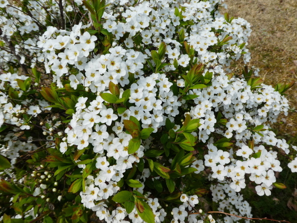 ぎふ清流里山公園散策　スワンボート_d0170615_21355765.jpg