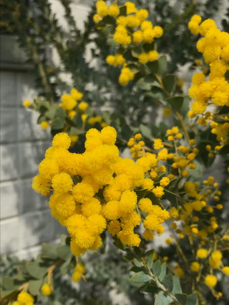 春の訪れ。_b0157216_23265927.jpg