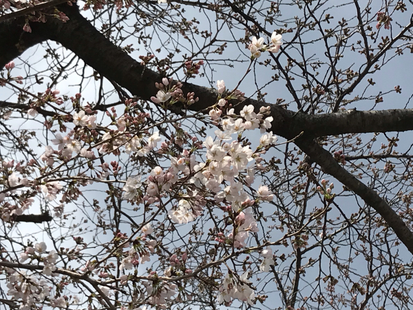 春の訪れ。_b0157216_23465363.jpg