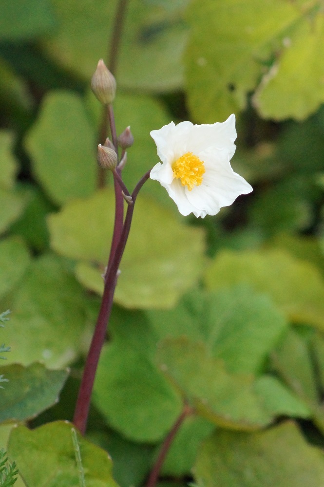 白い春 我が家の花たち