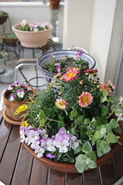 ビオラの寄せ植え_d0348118_13112386.jpeg
