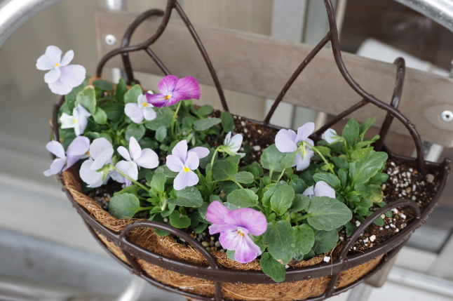 ビオラの寄せ植え_d0348118_13113732.jpeg