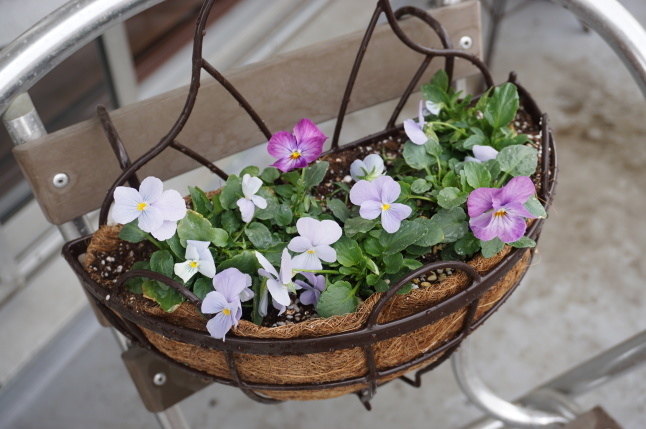 ビオラの寄せ植え_d0348118_13120385.jpeg