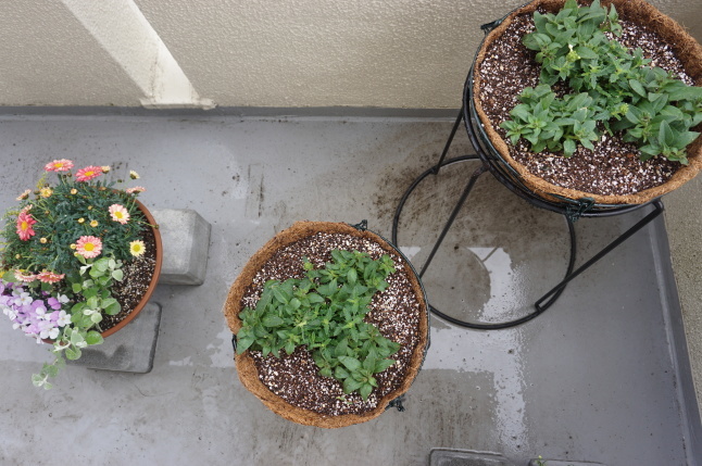 ビオラの寄せ植え_d0348118_13211229.jpeg