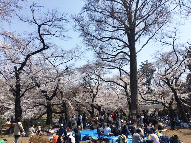 焼きたて桜餅 @末広屋喜一郎_e0208519_12071425.jpg