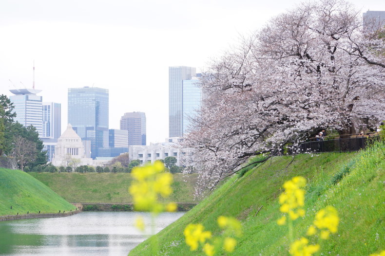 偶然の出会い 千鳥ヶ淵&#127800;_b0393521_23521857.jpeg