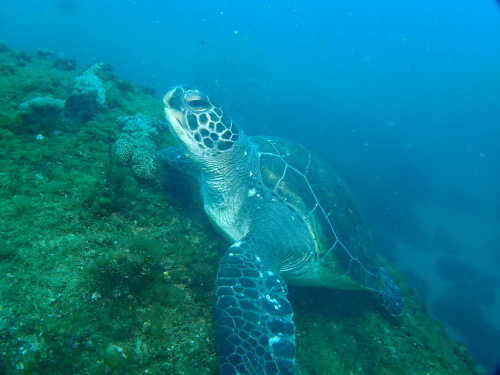 アオウミガメ シロクマ 今日の海 アオウミガメ シロクマ 今日の海