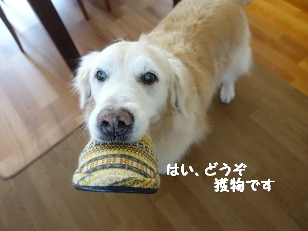 運ぶ犬_b0119525_19315962.jpg