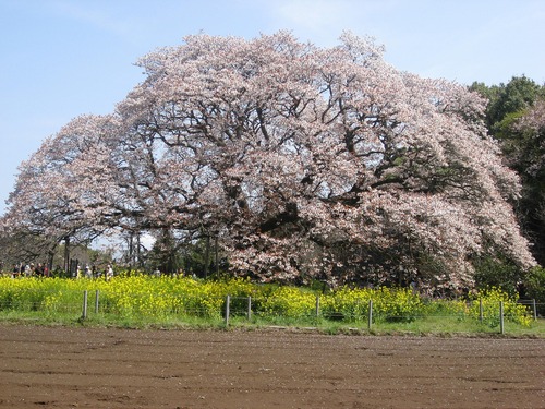 新装改訂版 万葉の花 四季の花々と歌に親しむ｜青幻舎 SEIGENSHA