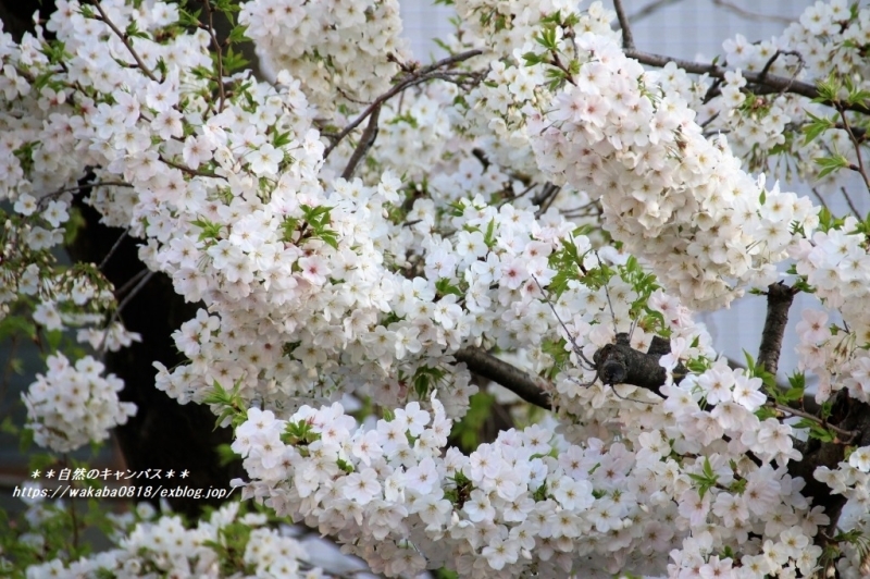e0052135_14224853.jpg