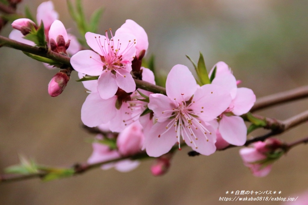 八重と一重の桃の花とボケの花が春を謳歌 自然のキャンバス 八重と一重の桃の花とボケの花が春を謳歌 自然のキャンバス