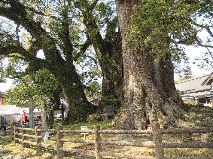 久留米大本山善導寺開山忌参拝!_e0272335_2116837.jpg