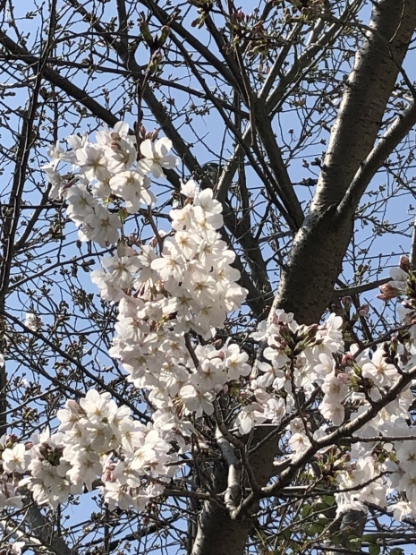 桜が咲いた結婚記念日_f0038336_07381680.jpeg