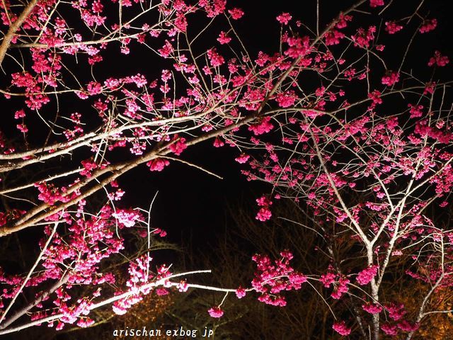 京都府立植物園のライトアップ桜～♡_f0295238_08373934.jpg
